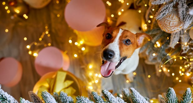 excited dog ready for the holidays